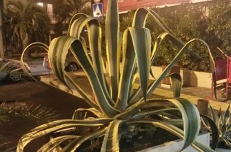 Тоники для лица с алоэ вера для успокоения кожи 1 aloe