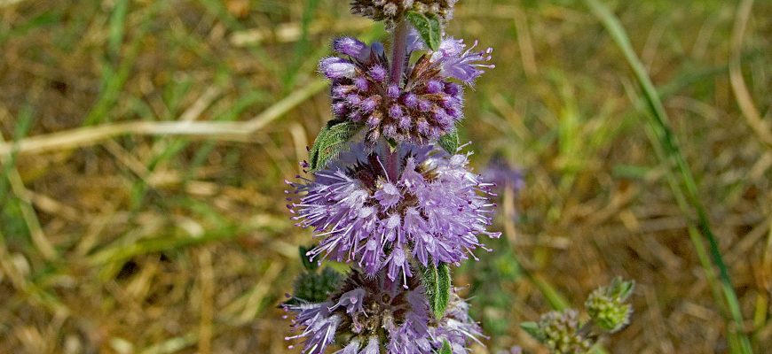 Как часто нужно принимать душ рекомендации экспертов 8 prinimat